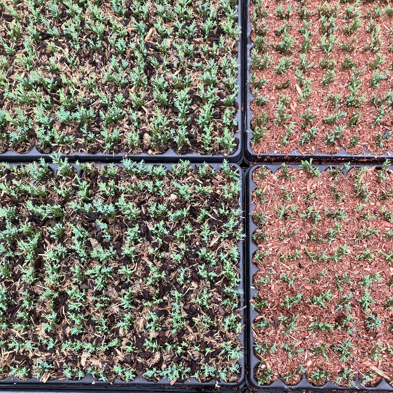 Algemene zaai-informatie - Diana's mooie moestuin Algemene zaai-informatie - Diana's mooie moestuin
